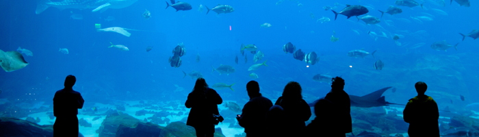 水族馆和水上公园的臭氧处理