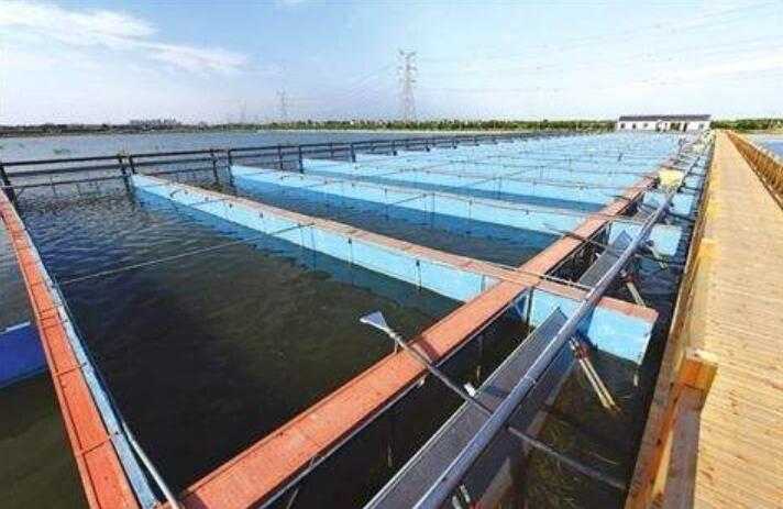臭氧可提高RAS水产养殖系统的生产率